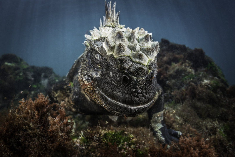Allatportre Nadezhda Kulagina Kazahsztán - Godzilla